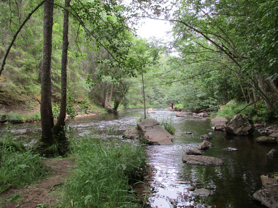 Hedströmmen leder fram mellan skog och stenar.
