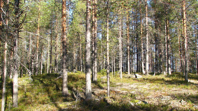 Sodokberget
