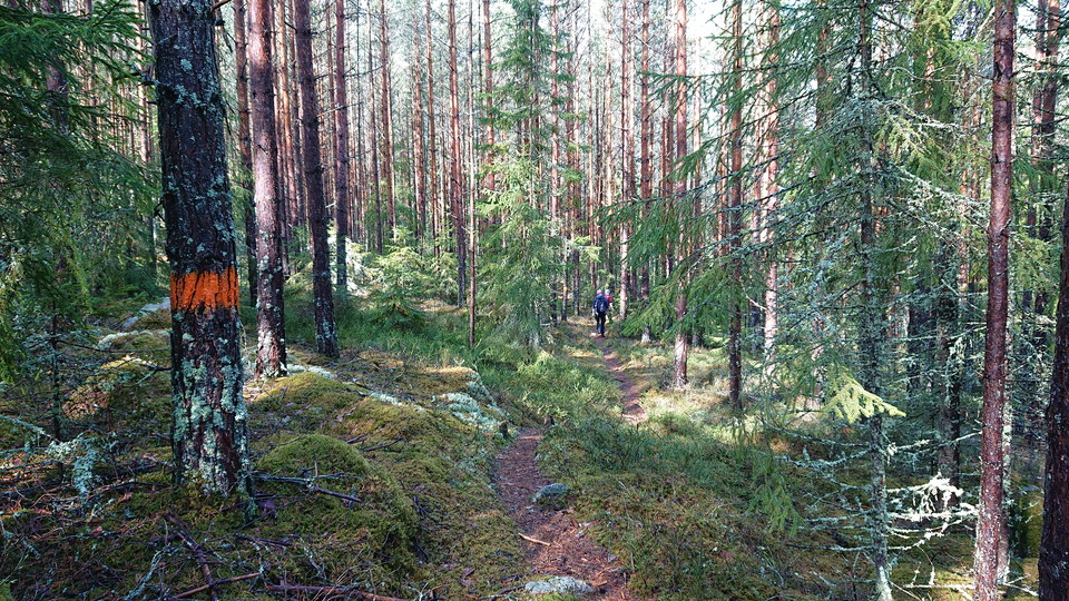 Stig vid Norra Morsjön