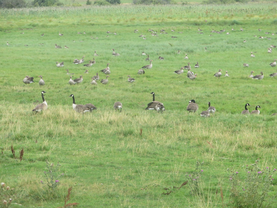 Gäss betar ängarna.