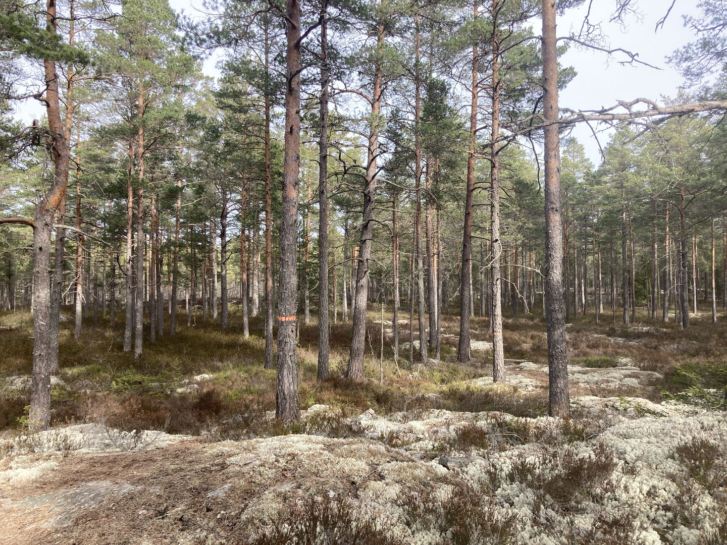 Hjärta Naturstig -  foto: Kersti Beck Larsson