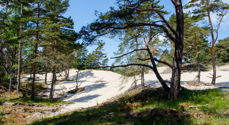 Sanddynslandskap i skogen.