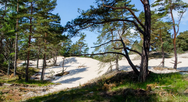 Sanddynslandskap i skogen.