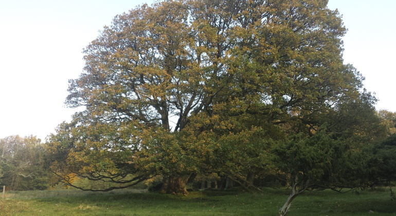 Ett stort träd i reservatet