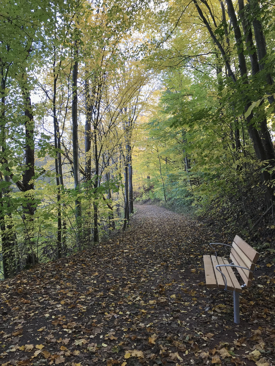 Bild på lummig skogsväg med en soffa utmed slingan