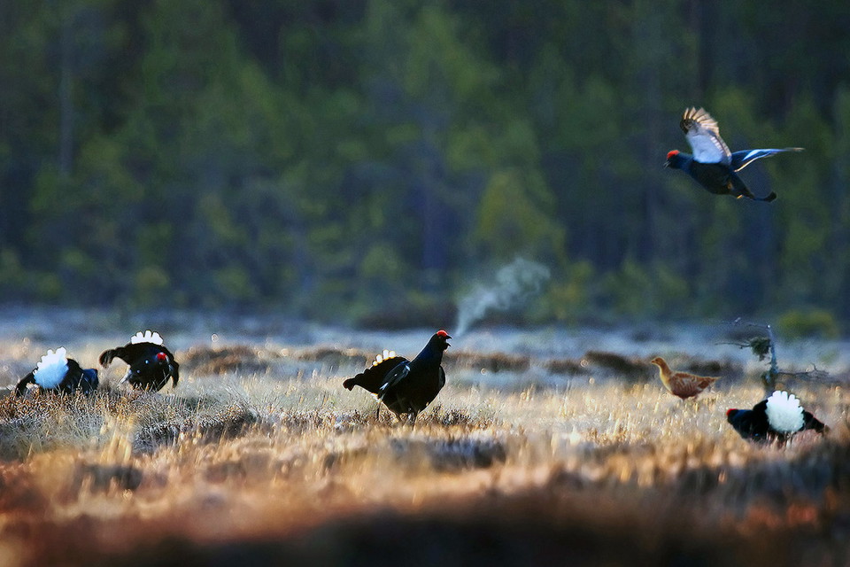 Under tidiga morgnar när vintern tagit slut och våren börjar titta fram samlas orrtupparna på myrar och visar upp sig för att imponera på honorna. Orrspel kan du kika på vid Vargaviddarna, men även Skagerhultsmossen och Rankemossen.  Foto Jürgen Puls