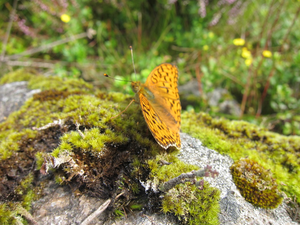 Fjäril på mossbeklädd sten.