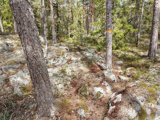 Vandringsleden i Uvmarö skärgårdsskog