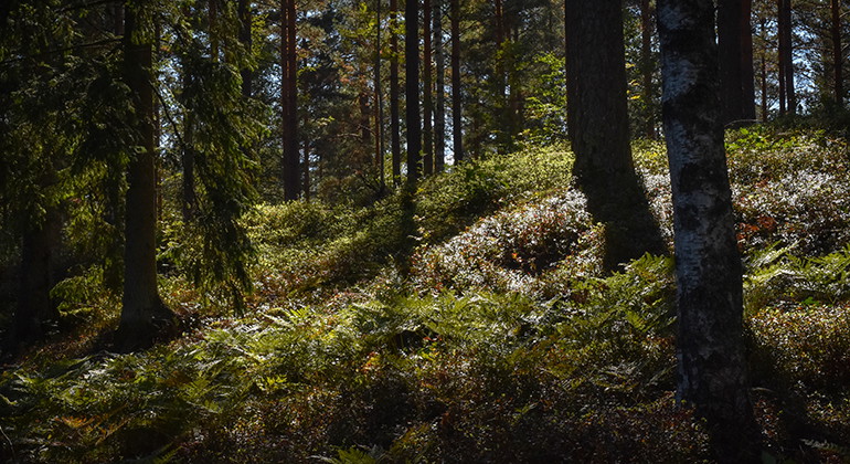 Foto: Länsstyrelsen i Kronobergs län