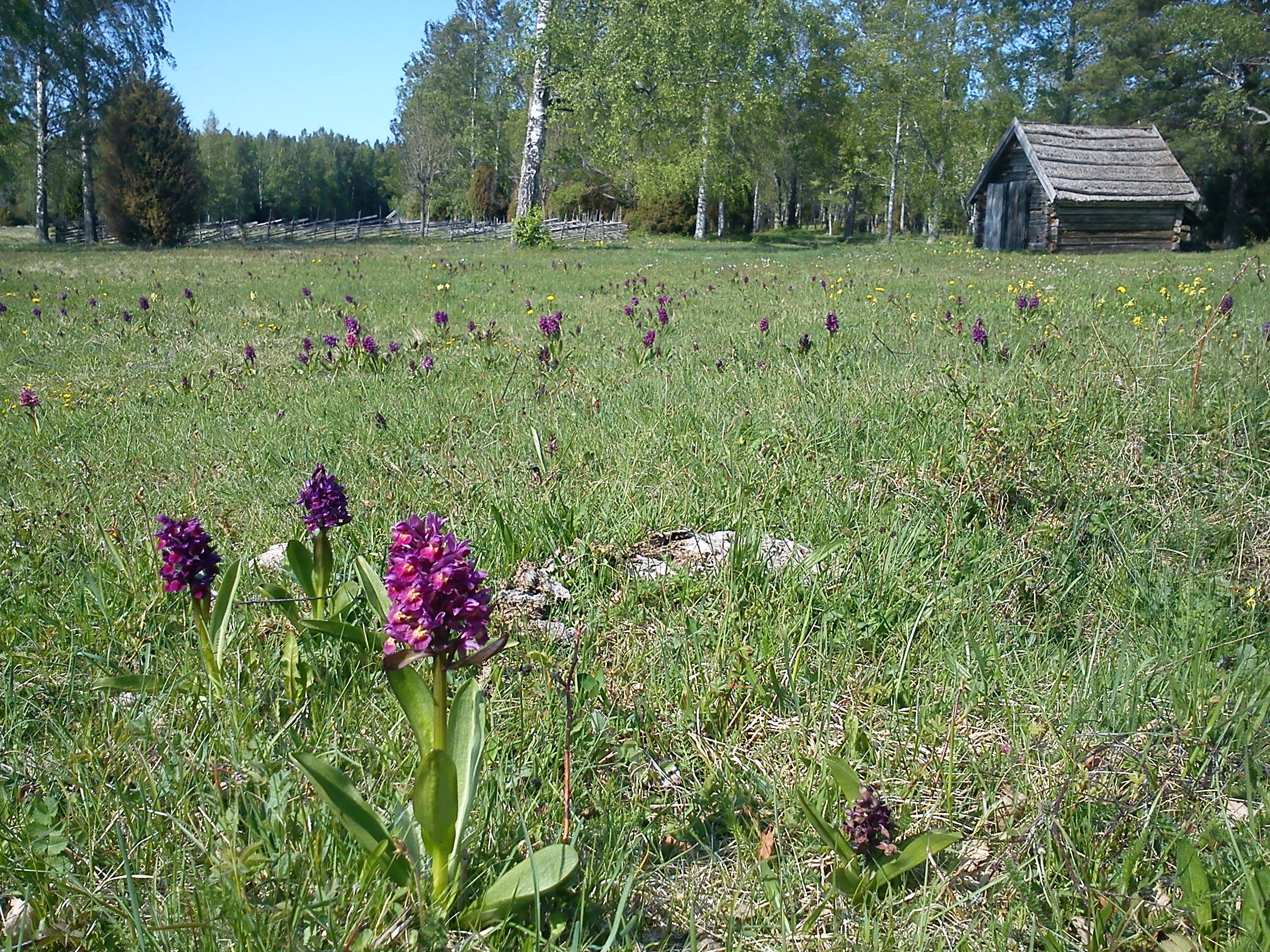 En äng med massor av blommande orkidéer. I bakgrunden står en liten stuga och en gärdesgård.