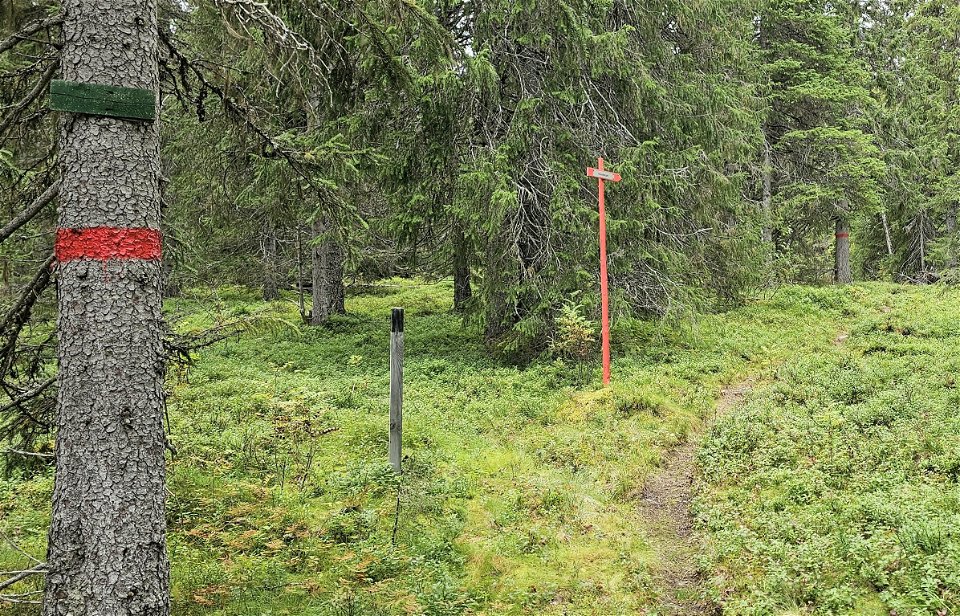 En stig som går genom skogen. Bredvid stigen ser du träd med röda ledmarkeringar och en röd pil som visar vägen.