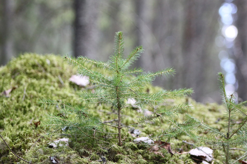 Närbild på två mycket unga, små granplantor som växer bland mossa.