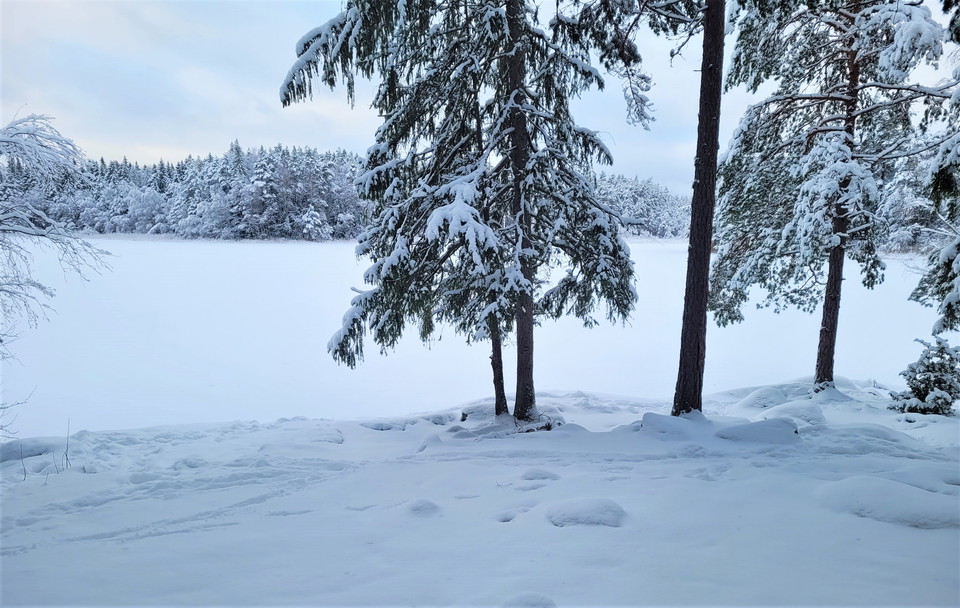 Januari i naturreservatet Trehörningsskogen. 
