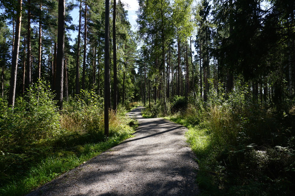 Motionsspår i skogsmiljö