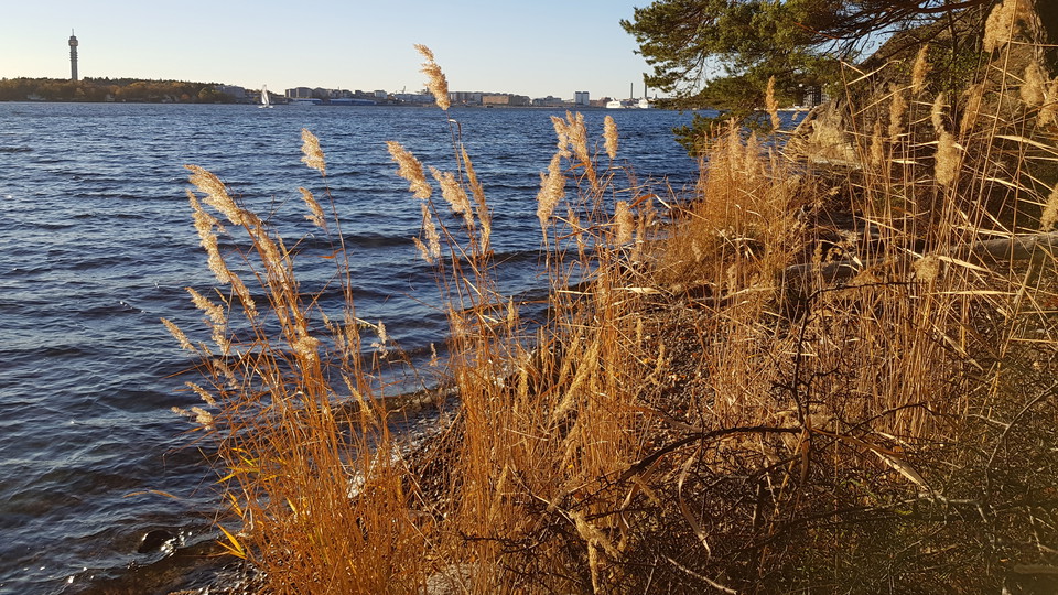 Strand i Kappsta. Foto Lidingö stad