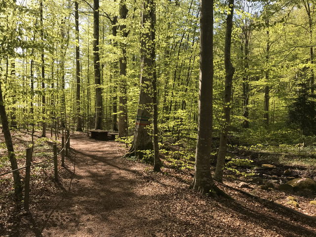 Bokskogsstigen - tillgänglighetsanpassad