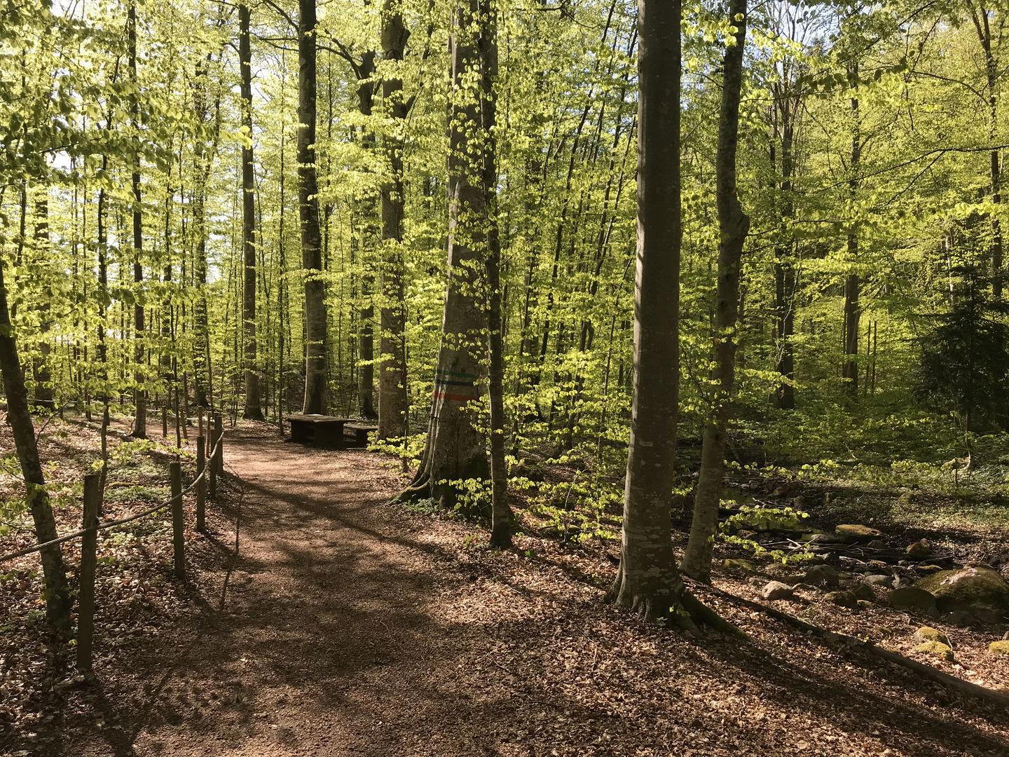 Bild: Sveaskog