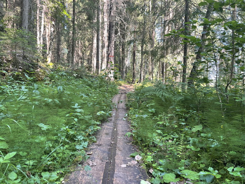 Längs med leden