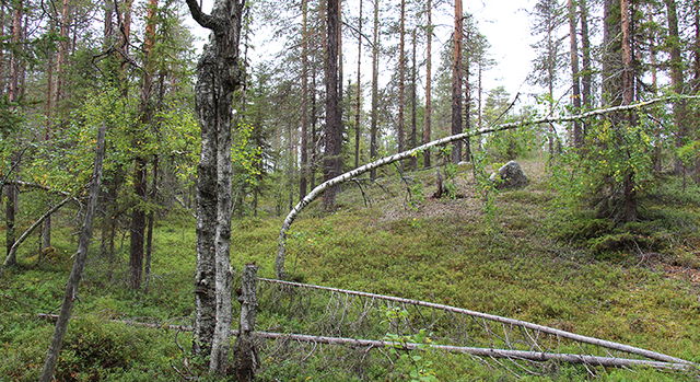Luobbalheden