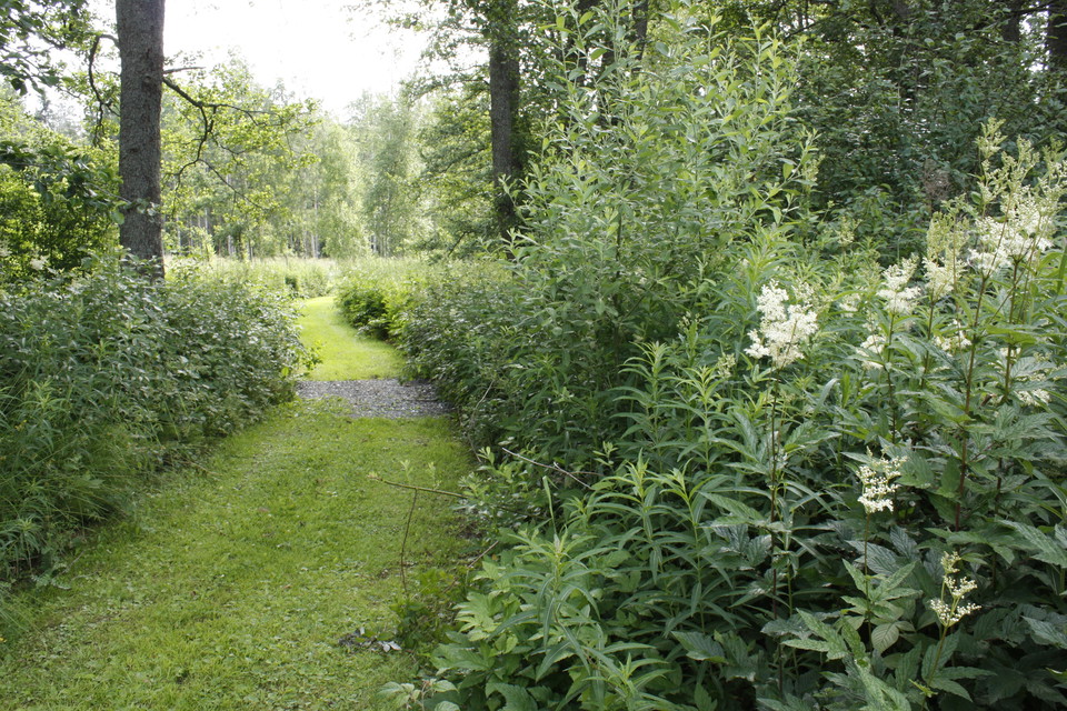 En bred stig med gräsmatta kantas av höga örter.