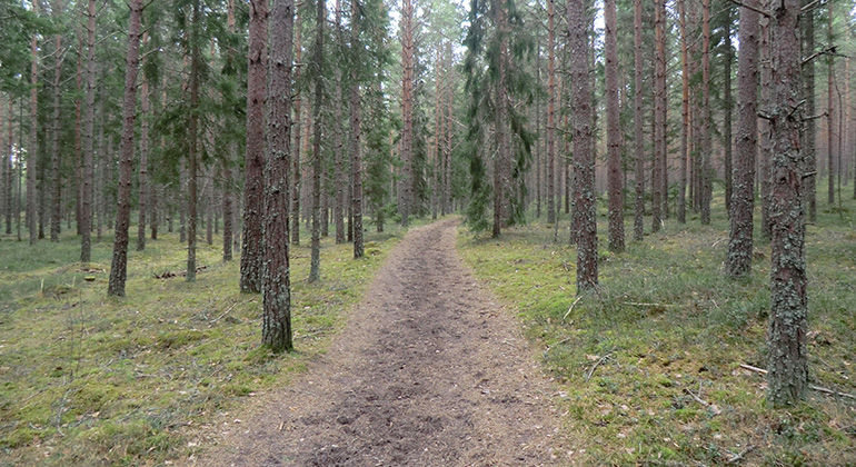 En bred stig leder besökarna runt i skogen.