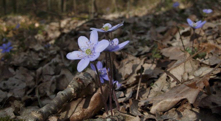 blå blomma