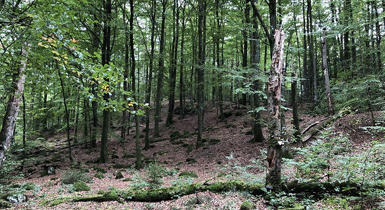 Skog med gröna blad på bokarna