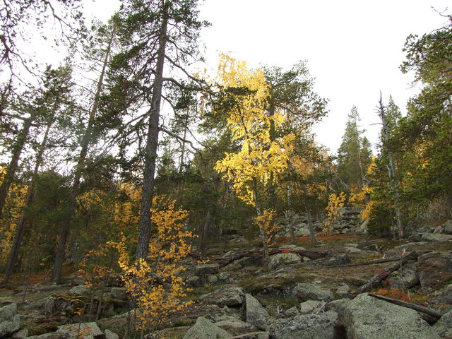 Kattisberget