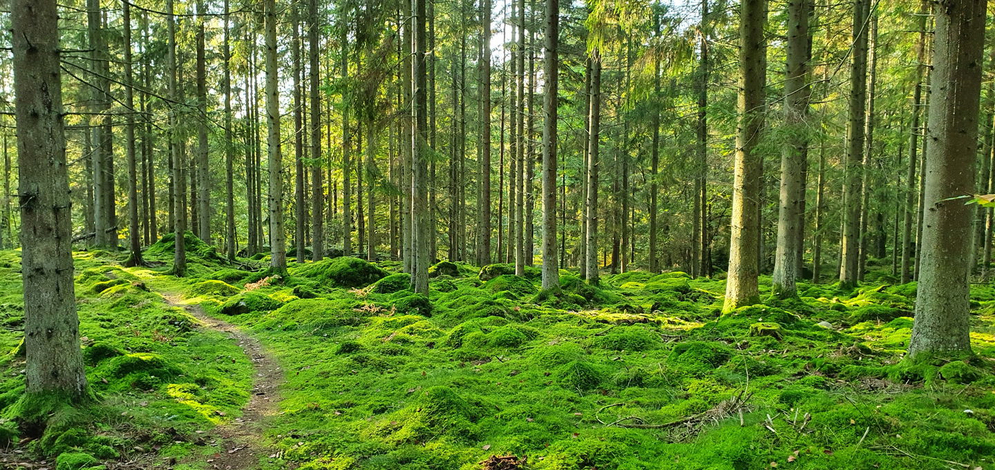 Mossig granskog vid Lerjevallen