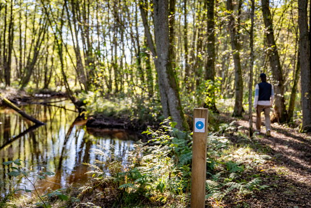 Vandringsslinga, Träskstigen, Vinbergs naturreservat