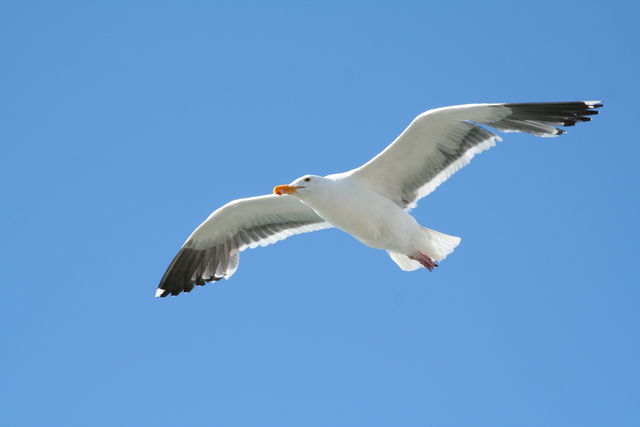 Fågelskyddsområden, Järflotta
