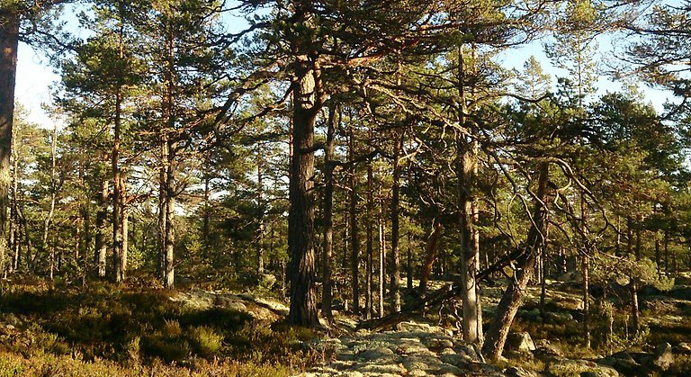 Berget är i huvudsak bevuxet med senvuxen hällmarkstallskog, som i svackorna övergår i hänglavsrik barrblandskog.