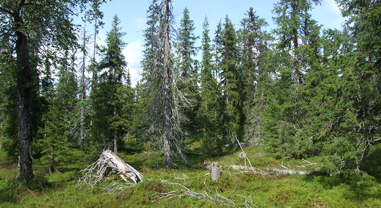 Knivberget.