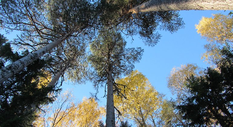 I Ijungens naturreserat finns gamla höga tallar.