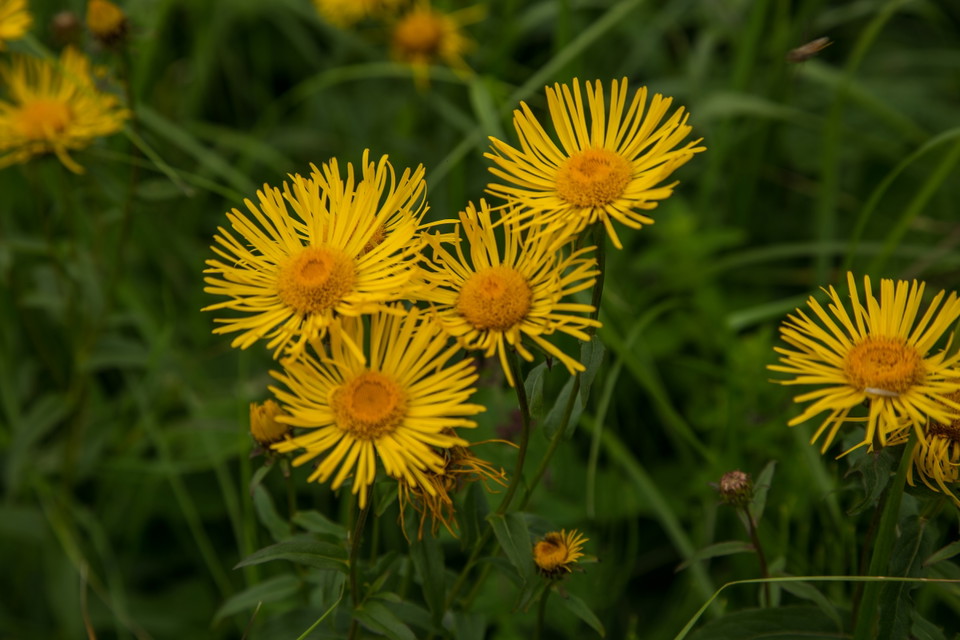 Här finns även fina Krisslor (Inula salicina)