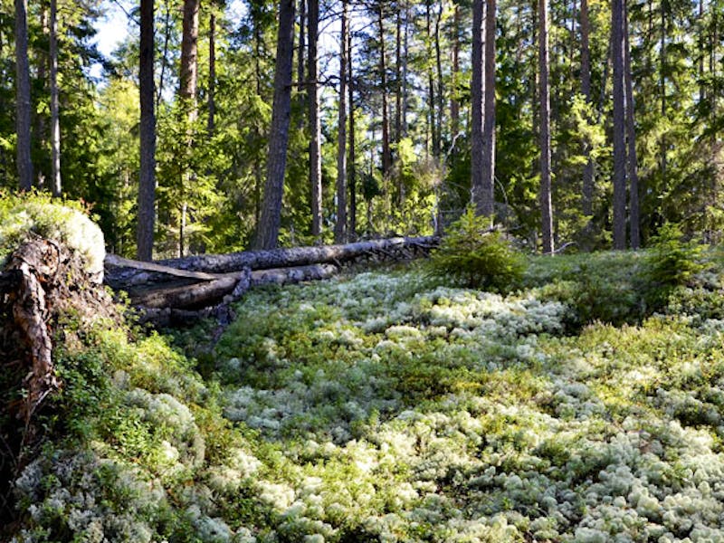 Boxholm