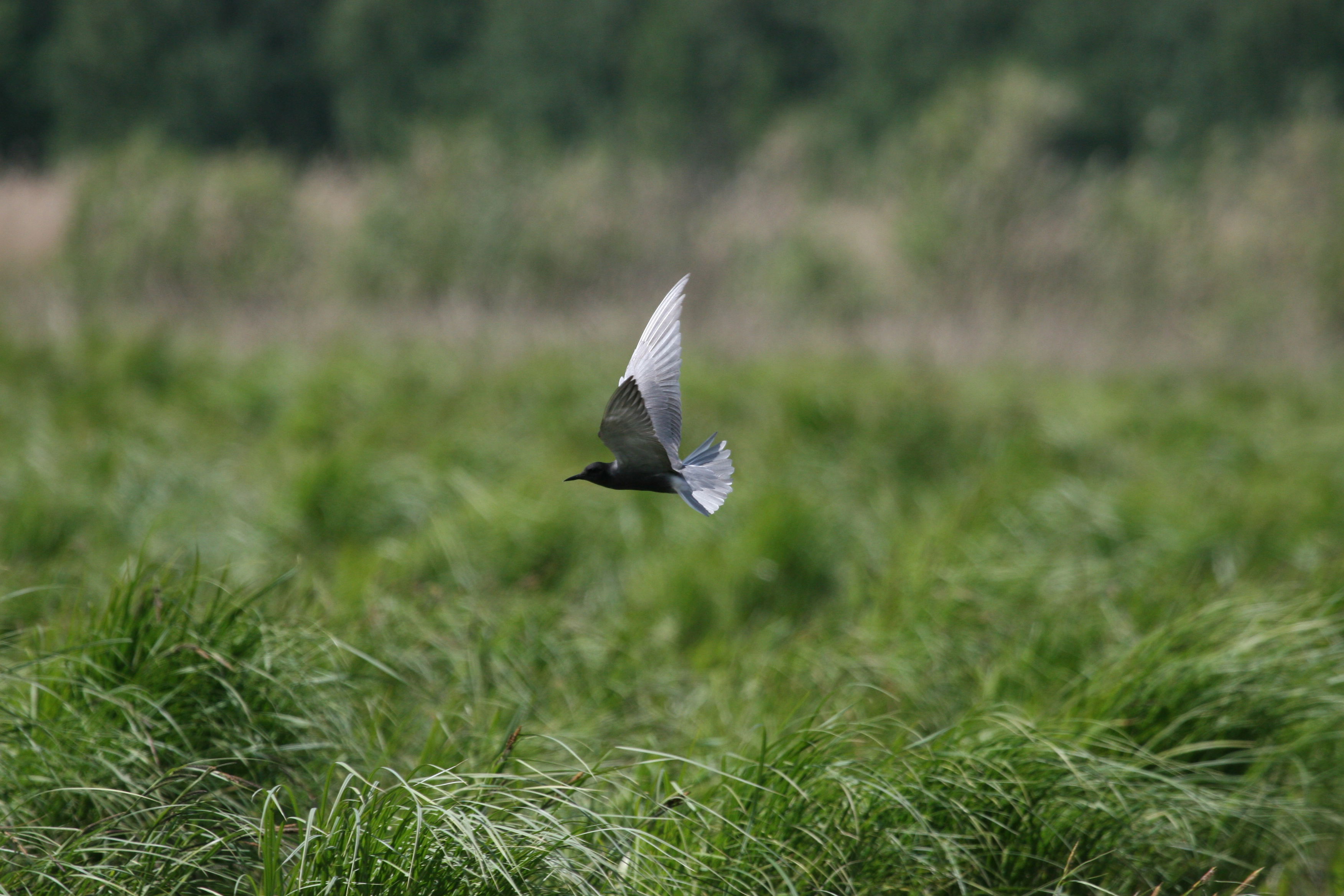 Flygande fågel.