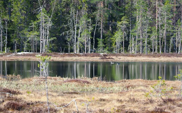 Helgåsskogen naturreservat