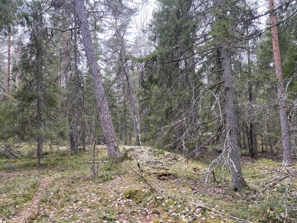 En kuperad barrskog med många gamla träd.