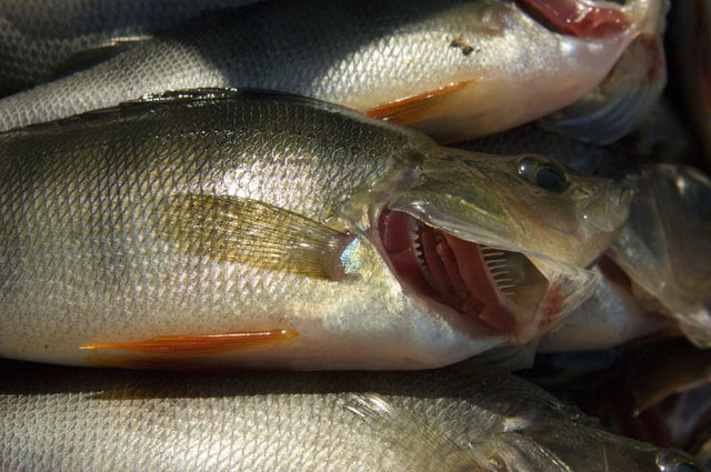 Fiske i Hallasjön 