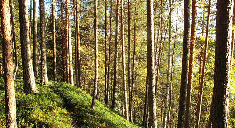 Anderviksravinerna.