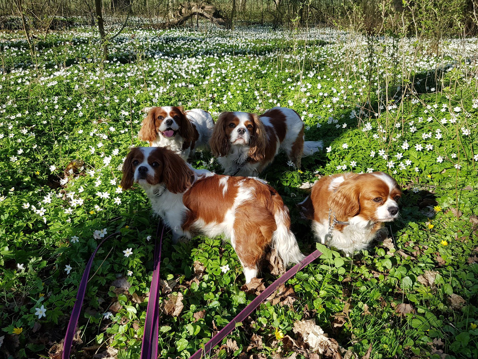 Prästamarken Kvidinge Åstorp