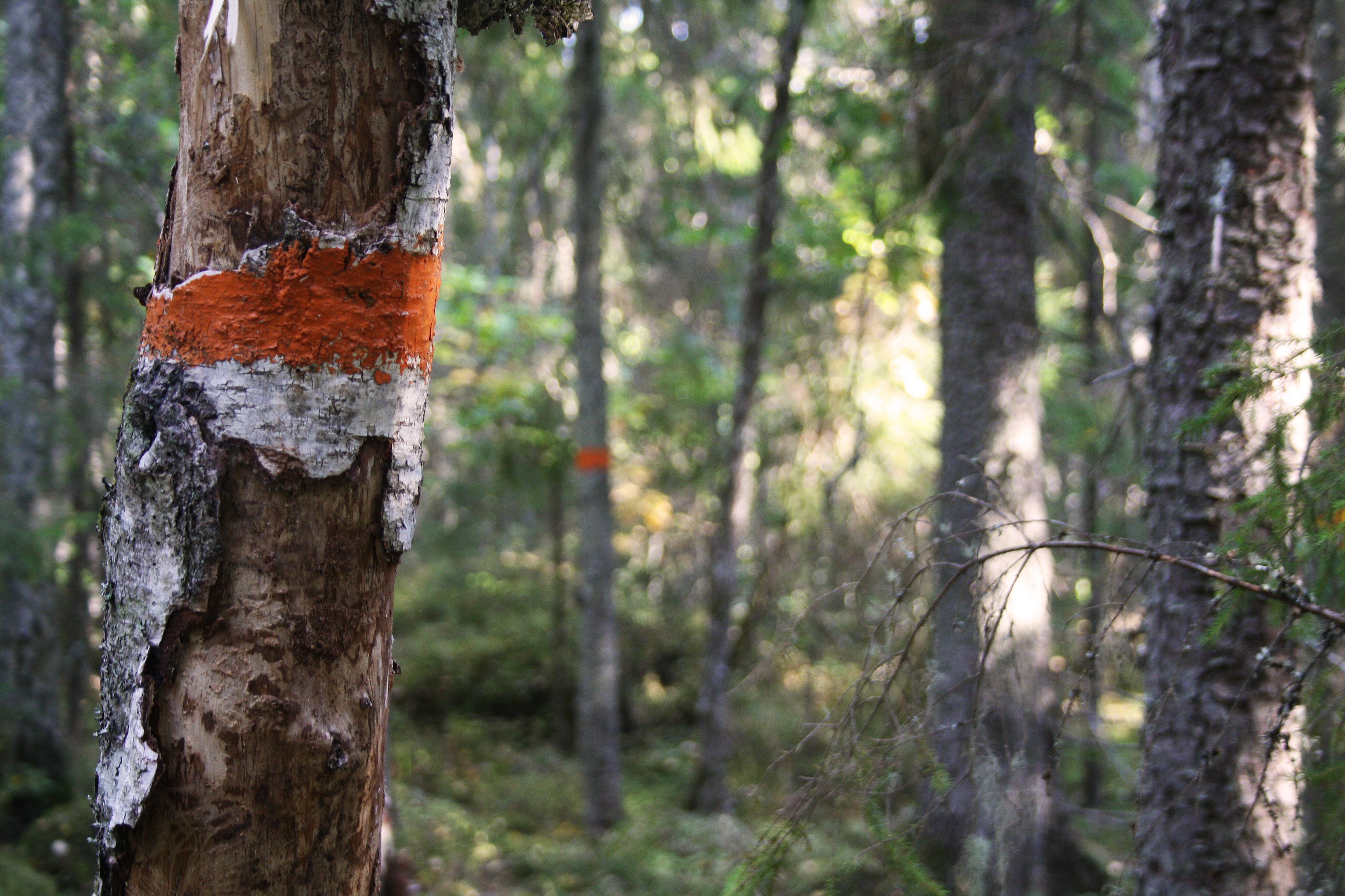 Närbild på en björkstam med en orange ledmarkering. Längre fram syns ytterligare ett träd med orange markering på. 