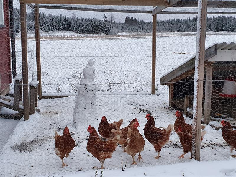 Høns i hønsegarden på vinteren