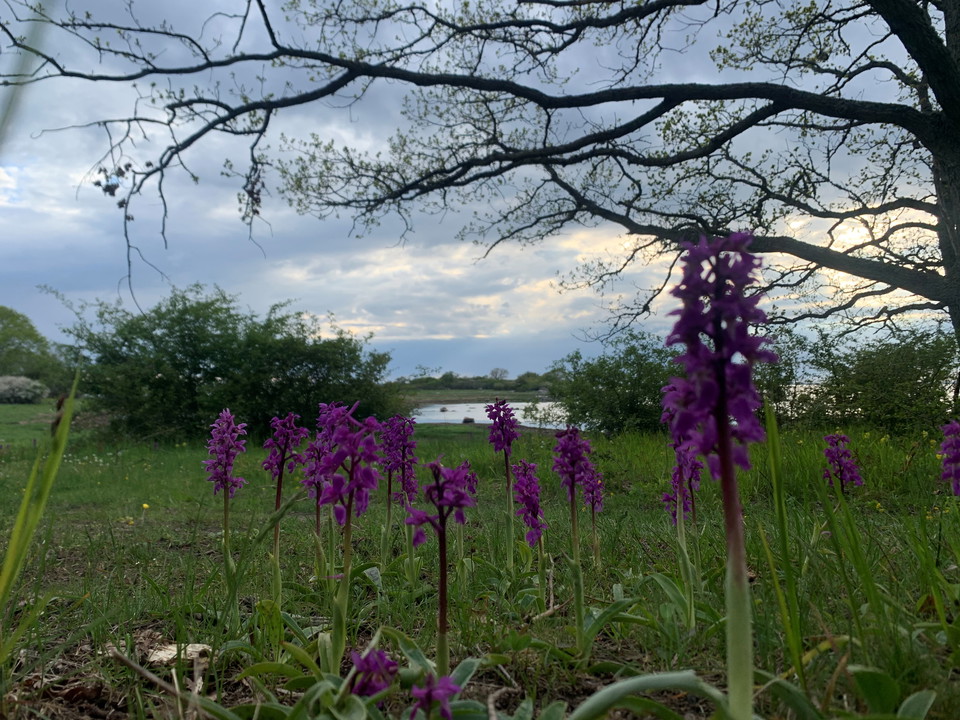St Persnycklar i förgrunden med strandäng och hav i bakgrunden.