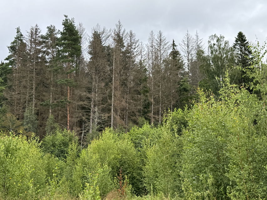 Bild på döda granar