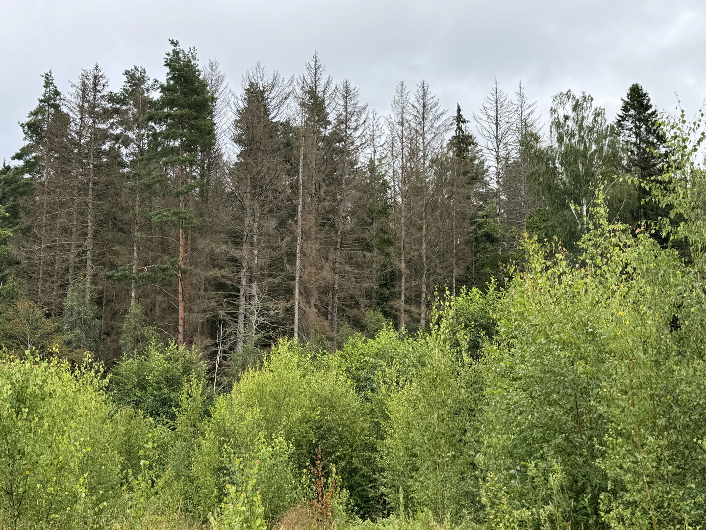 Bild på döda granar