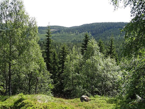 Utsikt från toppen av Klosstjärnsberget. Foto Johan Bohlin.