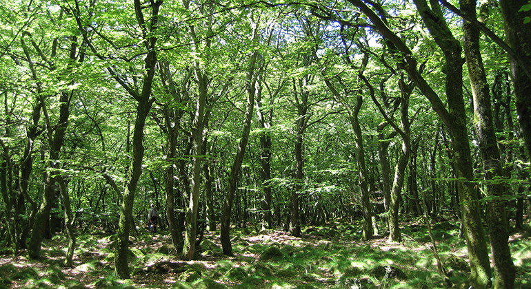 Lövskog.