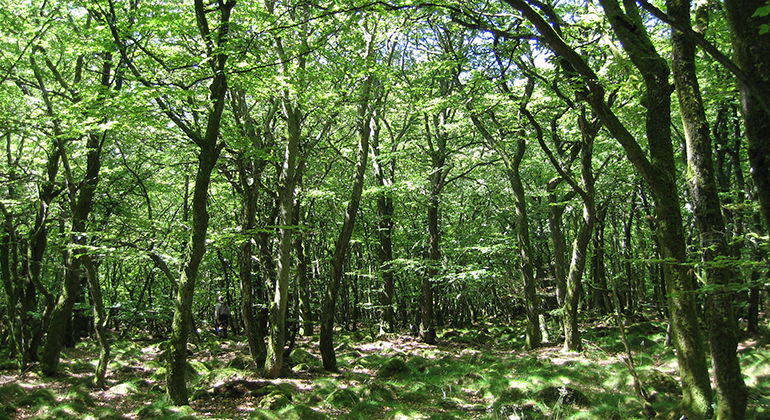 Lövskog.
